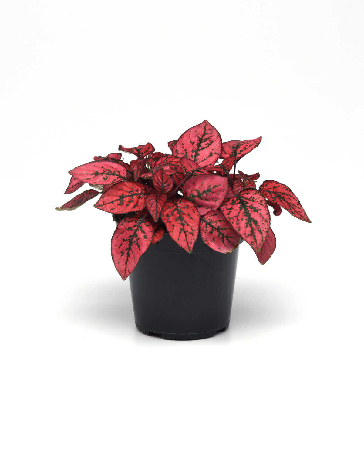 Hypoestes Splash Select Red Seeds