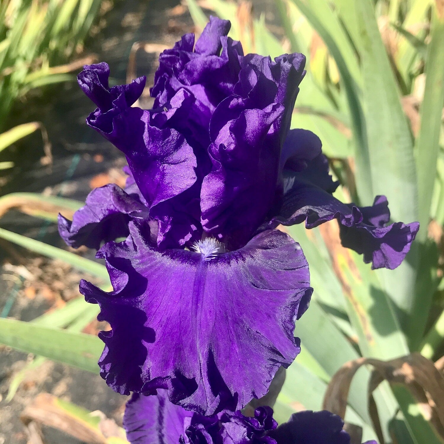 Bearded Iris - Cybergrape