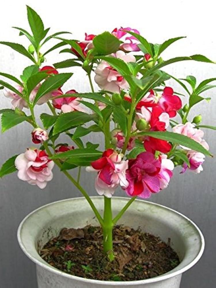 Balsamine Flower Seeds for Indoor & Garden Pots
