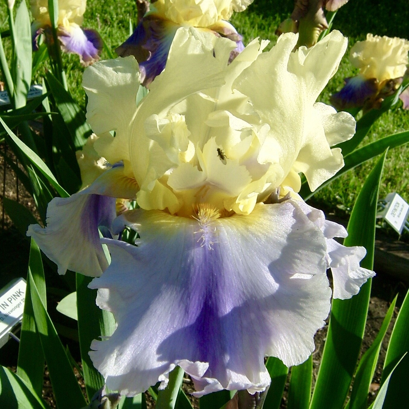 Bearded Iris - Easter Candy