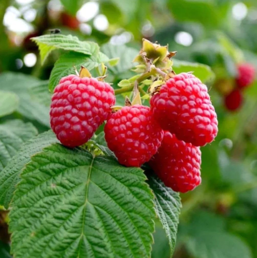 Salmonberry Fruit Seeds for Growing Sweet and Tangy Berries