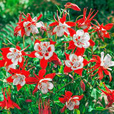Red Aquilegia Flower Seeds (Columbine) for Cottage and Pollinator Gardens