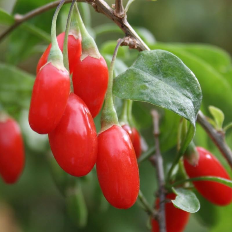 Lush Goji Berry Plant Seeds - Perfect for Health-Conscious Gardeners