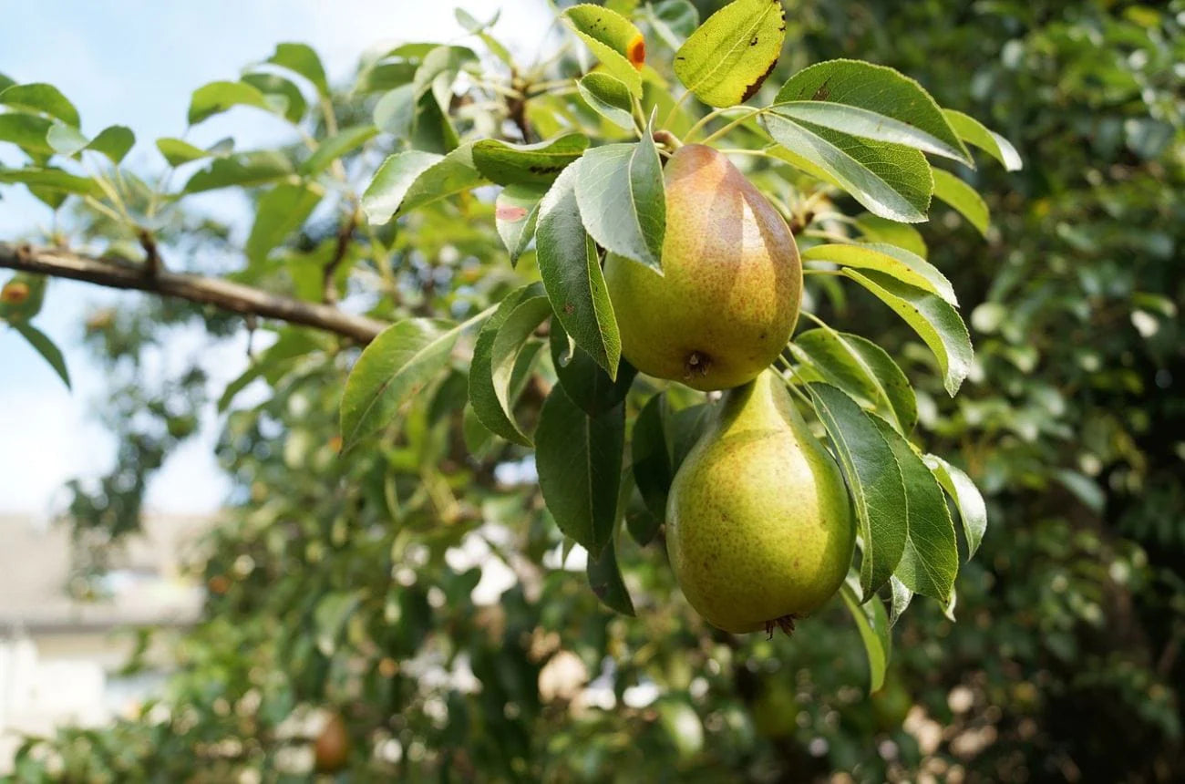 Duchess Pear Fruit Seeds for Planting - Growing Crisp and Juicy Pear Trees in Your Garden