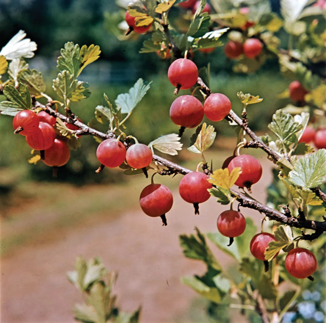 American Gooseberries (Ribes hirtellum) Fruit Seeds - Grow Tangy and Nutritious Gooseberries in Your Garden