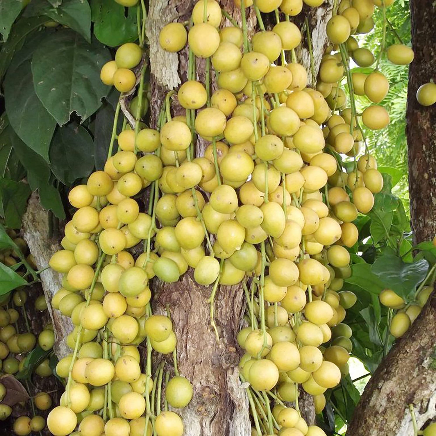Burmese Grape Fruit Seeds for Growing a Unique and Exotic Fruit Tree, Heirloom Seeds, GMO Free