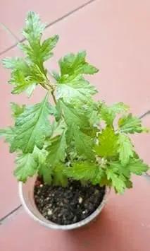 Artemisia Argyi Planting Seeds - Non-GMO, Heirloom for planting in home garden