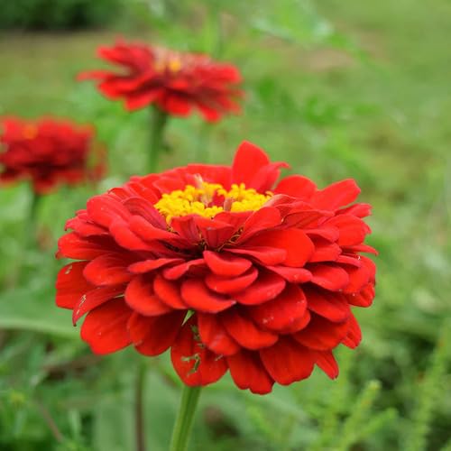 Giant Zinnia Flower Red - Heirloom, Non - Gmo Seeds