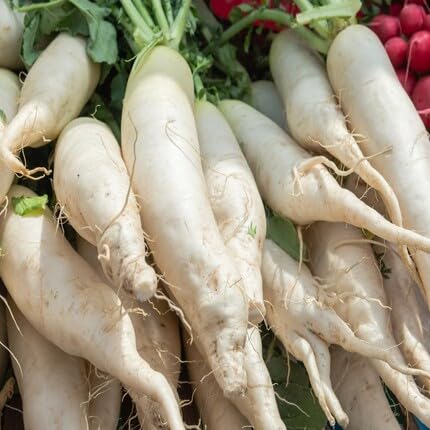 White Radish - Heirloom, Non - Gmo Seeds