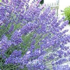 Heirloom Lavender Seeds – Non-GMO Herb Seeds for Planting