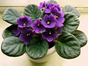 Violet African Violet Flower Seeds – Heirloom, Non-GMO Seeds for Planting Indoor Blooms for planting in your garden.