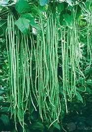 Long Bean Vegetable Seeds for Planting