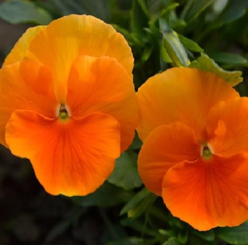Orange Viola Flower