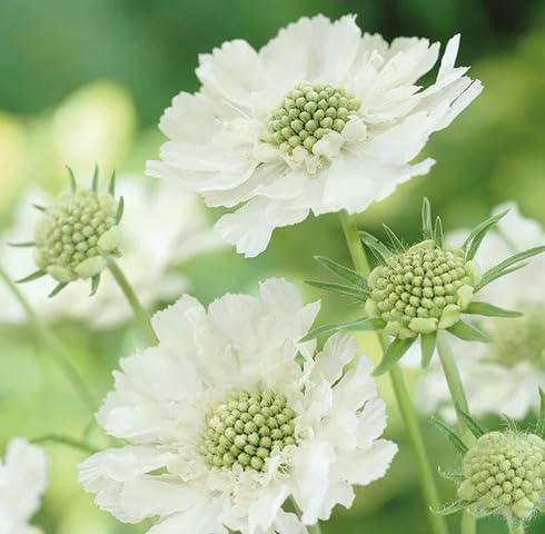 White Scabiosa Flower - Heirloom, Non - Gmo Seeds