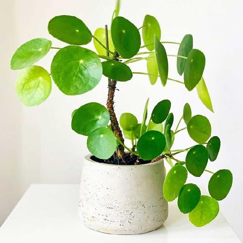 Green Pilea - Heirloom, Non - Gmo Seeds