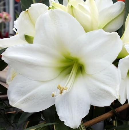 White Crinum Flower - Heirloom, Non - Gmo Seeds