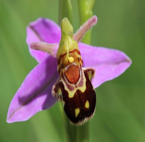 Pink Ophrys Apifera Flower - Heirloom, Non - Gmo Seeds