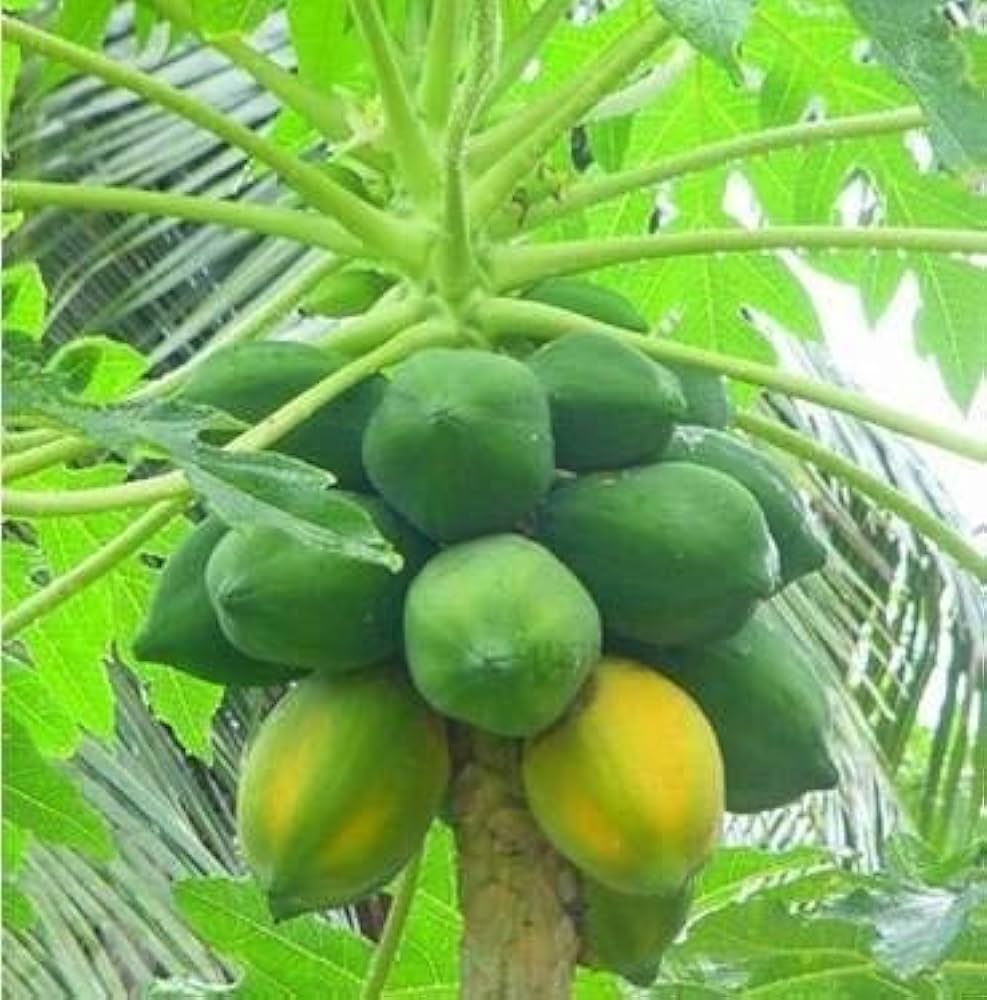Thai Papaya Carica papaya Seeds for Planting tropical garden fruit patch