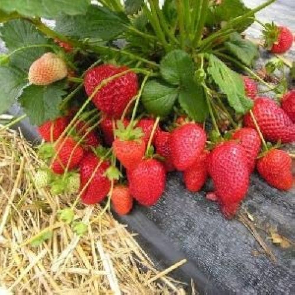 New Fresh Vanilla Strawberry Plant Seeds - Sweet, Aromatic Strawberries for Your Garden