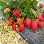 Mini Strawberry Small Child Potted Seeds