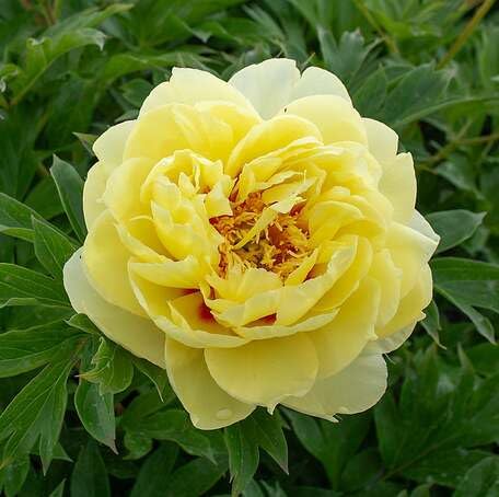 Yellow Peony Flower