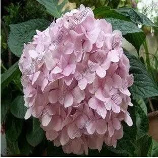 Light Yellow Univalve Geranium Flower Seeds Dhara Seeds