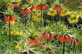 Crown Imperial Flower Seeds for Planting - NON GMO Seeds for planting in home garden