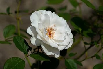 Heirloom Non-GMO Polyantha Rose Flower Seeds for Garden Planting – Elegant Blooms