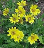 Meadow Arnica Yellow Flower Seeds for Planting - NON GMO Seeds for planting in home garden