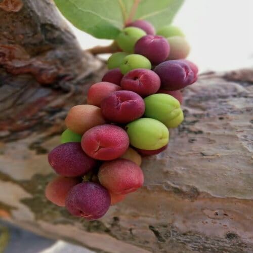 Purple Seagrape Fruit - Heirloom, Non - Gmo Seeds