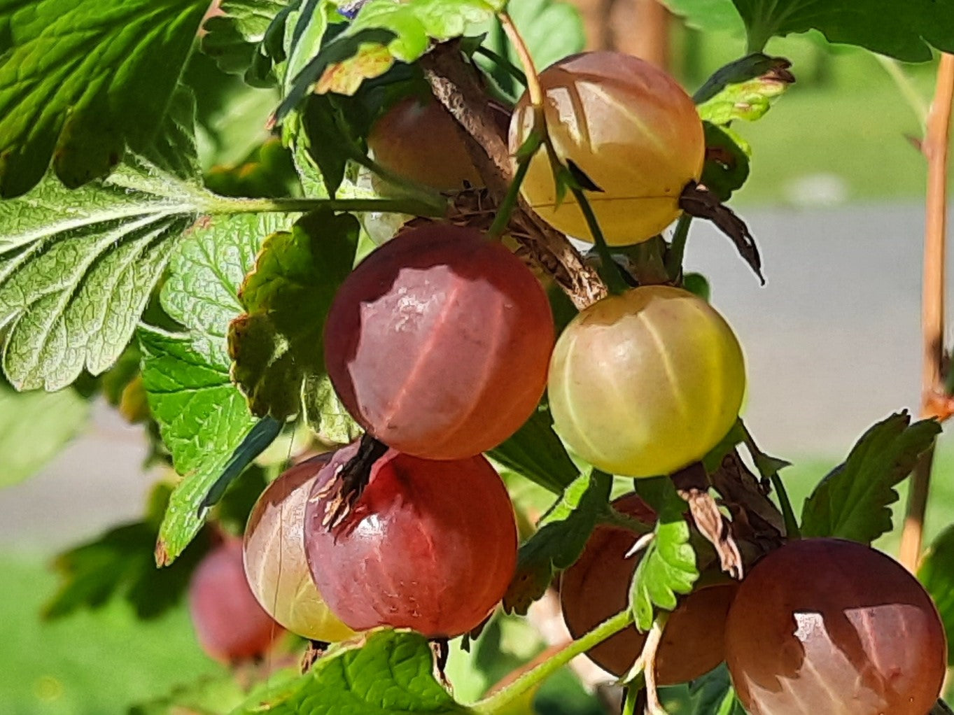 American Gooseberries (Ribes hirtellum) Fruit Seeds - Grow Tangy and Nutritious Gooseberries in Your Garden