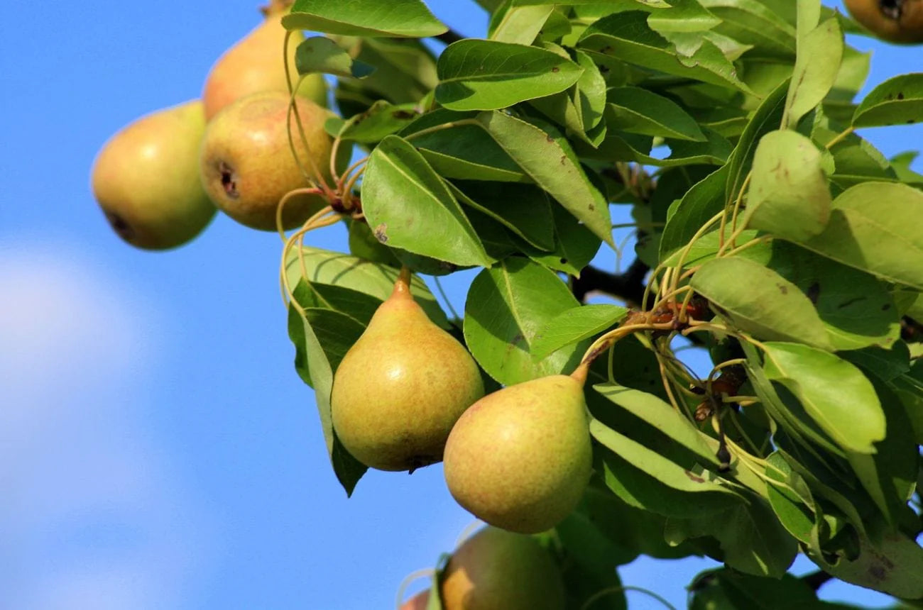 Duchess Pear Fruit Seeds for Planting - Growing Crisp and Juicy Pear Trees in Your Garden