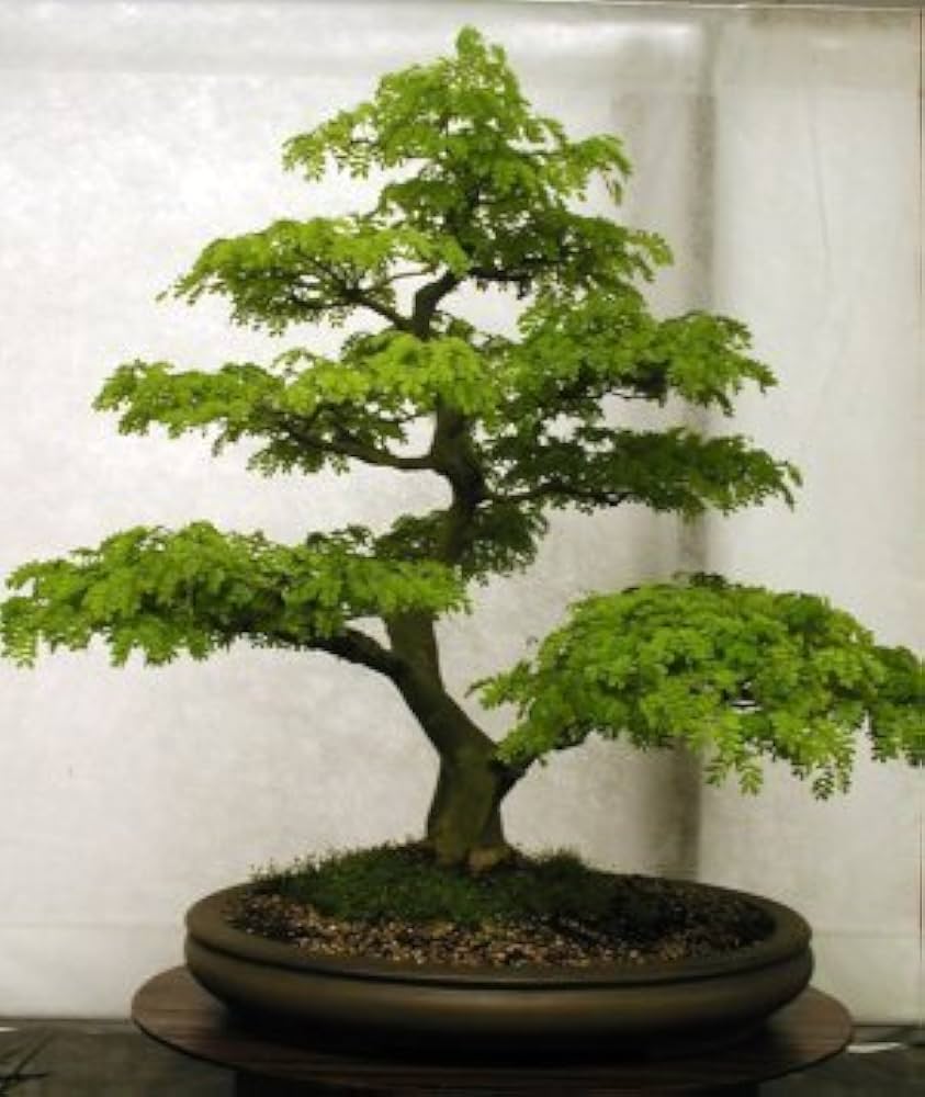 Strong bonsai flower seeds for planting in home garden
