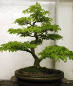 Strong bonsai flower seeds for planting in home garden