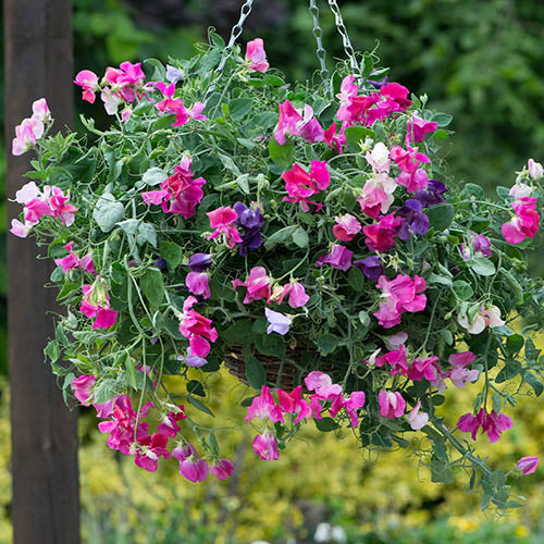Sweet Pea Flower Lathyrus odoratus Seeds for Planting in garden or vertical trellis planters