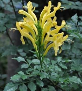 Heirloom Yellow Cape Honeysuckle Flower Seeds, Non-GMO Bright Blooms for Planting