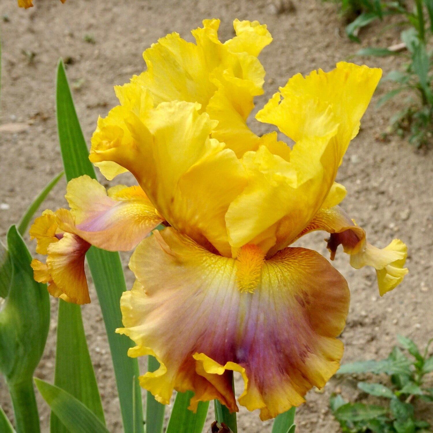 Bearded Iris - Nice Job