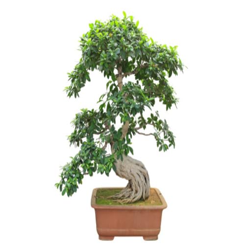 Green Bonsai Banyan Tree - Heirloom, Non - Gmo Seeds