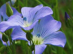 Blue Flax Flower Heirloom Non Gmo Image