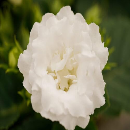 White Gloxinia Flower - Heirloom, Non - Gmo Seeds