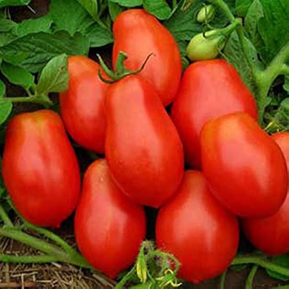 Heirloom OP Non-GMO Roma Tomato - Seeds for Rich, Flavorful Tomatoes Ideal for Sauces and Fresh Eating