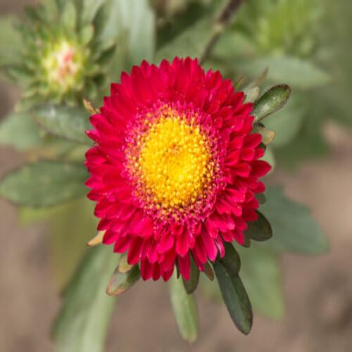 Red Aster Flower - Heirloom, Non - Gmo Seeds