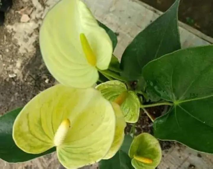 Yellow Anthurium Andraeanu Flower Seeds for Planting - NON GMO Seeds Dhara Seeds