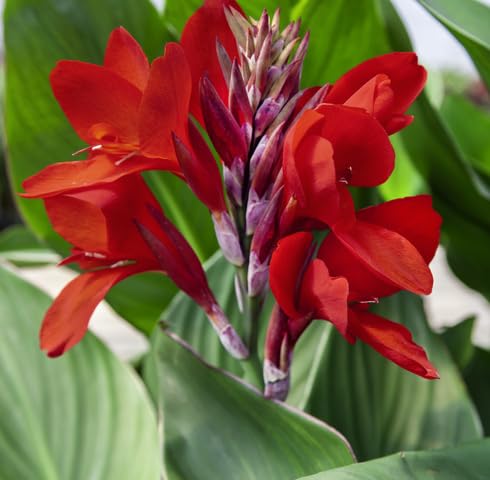 Red Canna Flower - Heirloom, Non - Gmo Seeds