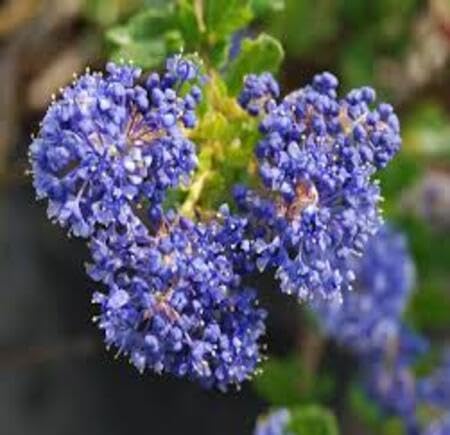 Purple Ceanothus Flower