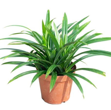 Green Pandan - Heirloom, Non - Gmo Seeds