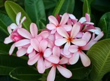 Light Pink Frangipani Flower Seeds – Heirloom Non-GMO Plumeria Seeds for Fragrant Tropical Gardens seeds for planting in home garden