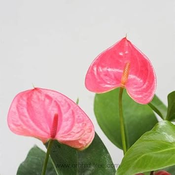 Anthurium Andraeanu Flower Heirloom Non Gmo Image