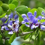 Blue Lignum Vitae Flower Planting Seeds for Garden NON GMO Seeds Dhara Seeds