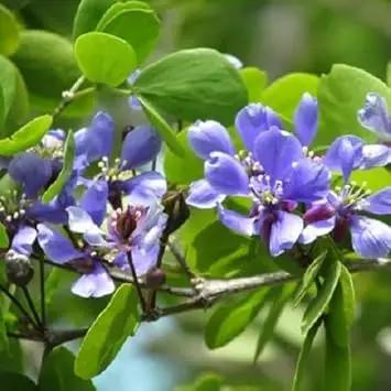 Blue Lignum Vitae Flower Planting Seeds for Garden NON GMO Seeds Dhara Seeds